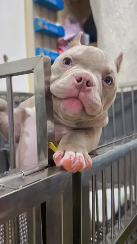 I think it will be a hippo with a big mouth. #americanbullypuppy #americanbully #puppy #nanobully #bulldog #pitbull #bullylove #bullybreeds #bullylife #bullyingawareness #petstory #microexoticbully #firsttimedogowner #bullyromance #PetsOfTikTok #doglover #microbully 