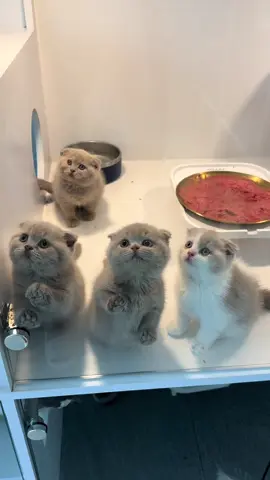 Baby schotish❤️  #kucinggemoy #catsoftiktok #buterbellysquad #kucinglucu #anabulkesayangan #scotishfold 