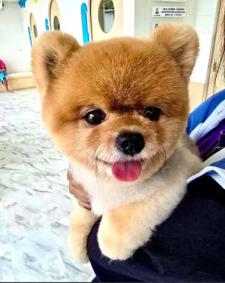 9 มีนาคมวันเกิดฟ่านๆสุขสันต์วันเกิดฟ่านๆขอให้ฟ่านๆมีอายุยืนยาวอยู่กับอาอู๋และทุกคนไปนานๆนะ🥳🐶🎂#ฟ่านๆ#ฟ่านๆลูกรักอาอู๋#ติ๊กต๊อกขึ้นฟืดดดดดดดดด #ใจจจจจจจจจจจจจจ 