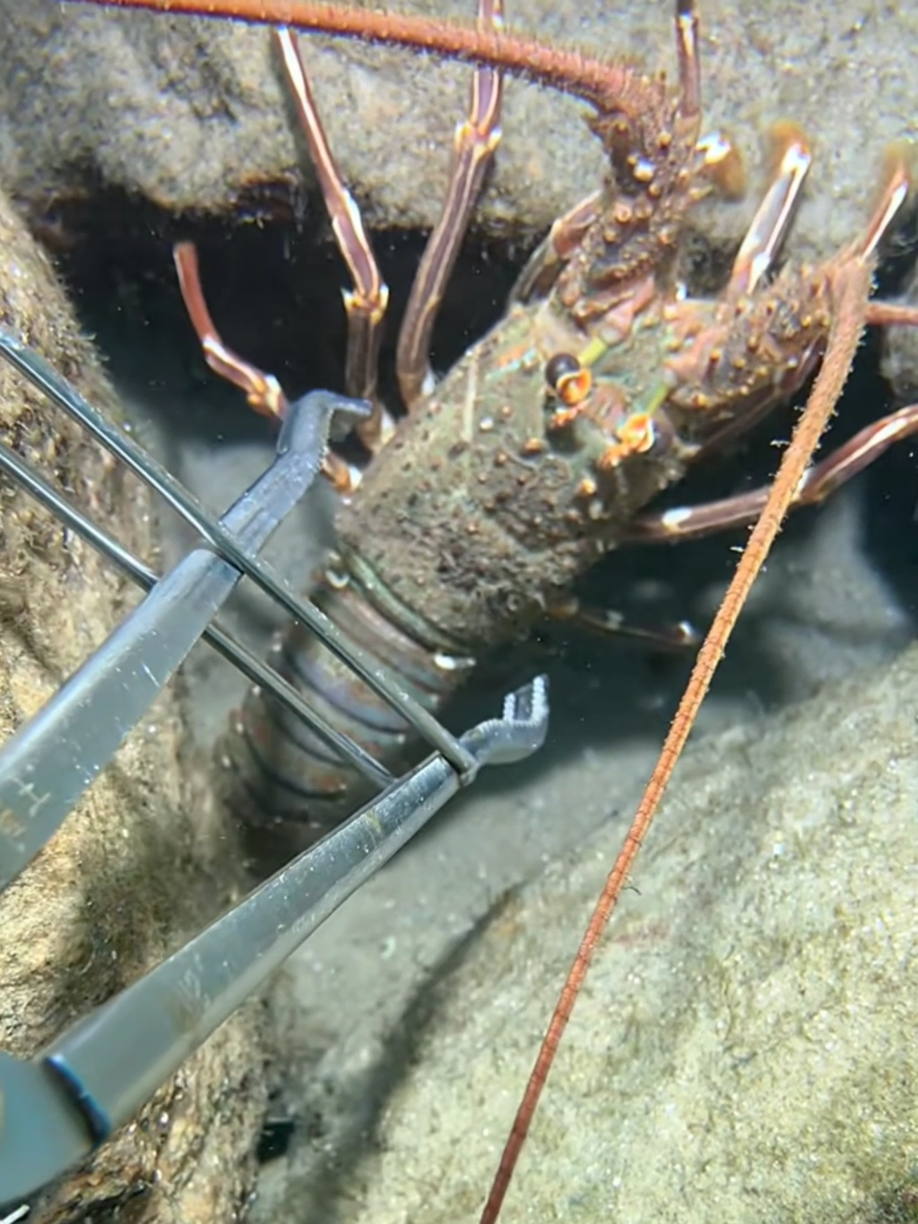 #diving #crab #catchthesea #seaside #seafood #fish #eel #lobster #seafood