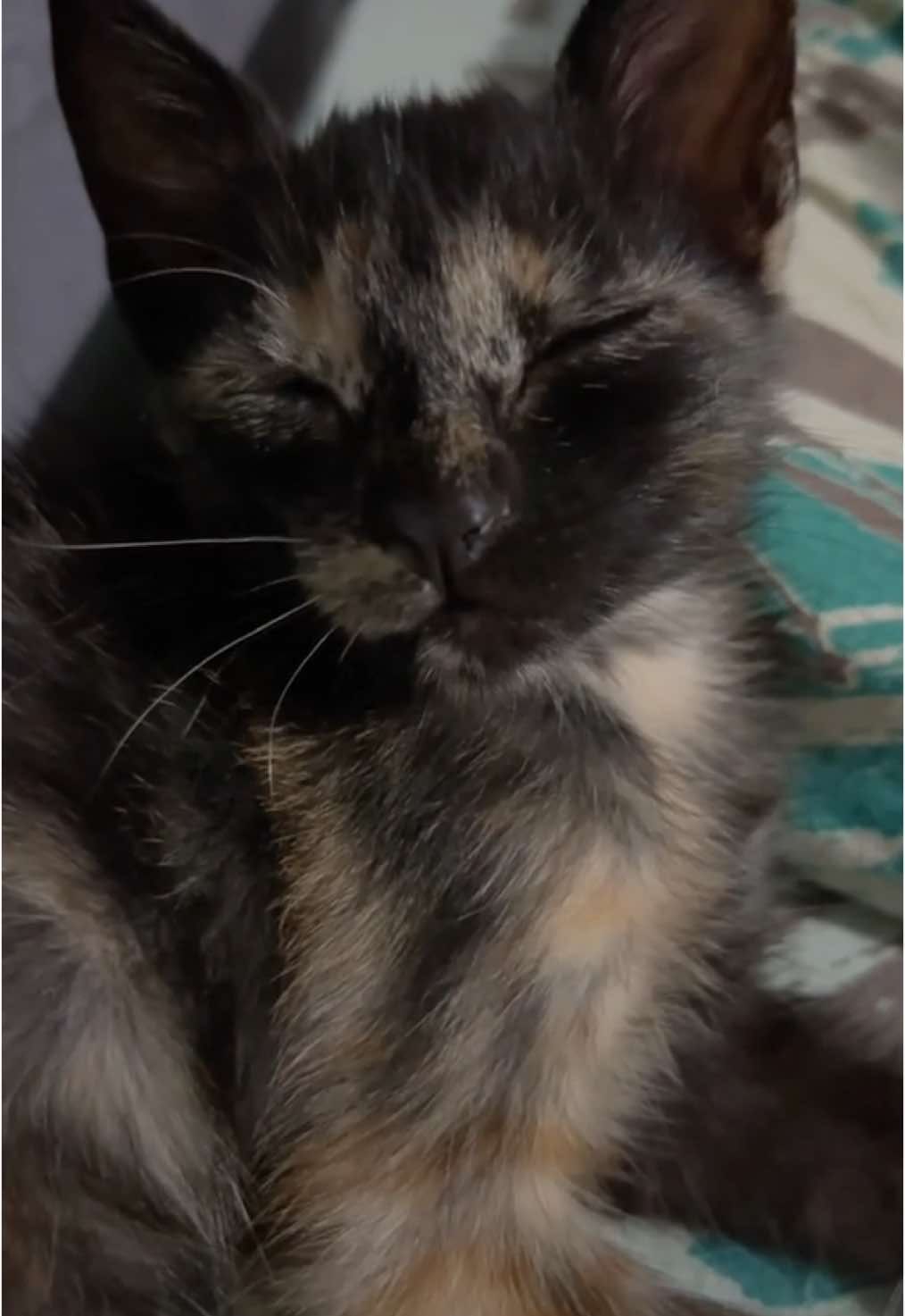 Her little eyes 😭 #cat #fyy #fypシ゚ 