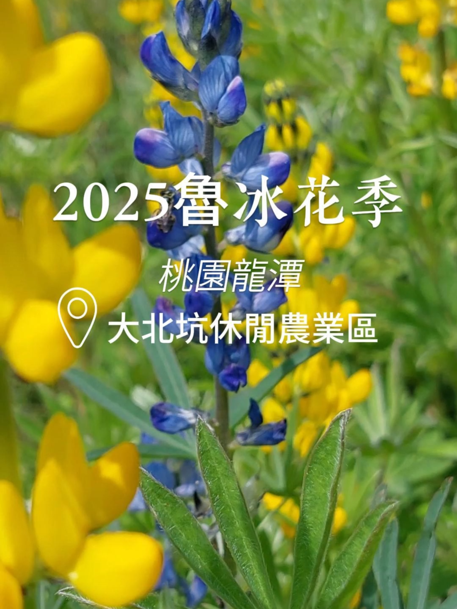 🥰2025魯冰花季，花期盛開到三月中旬！#桃園龍潭  #大北坑休閒農業區  #三水社區 #魯冰花 #魯冰花季 