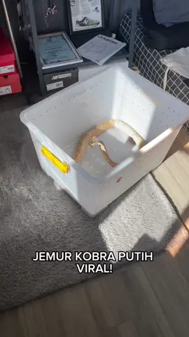 jemur kobra putih viral! kenalin guys namanya yuki 🐍 #jambi #ular #kotajambi #cobra #viral #kobra #ularputih #putih #kucing #yuki #kingcobra #snake 