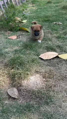 🥰🐶#cutedogs #dogsoftiktok #PetsOfTikTok #dog #cute #pet 