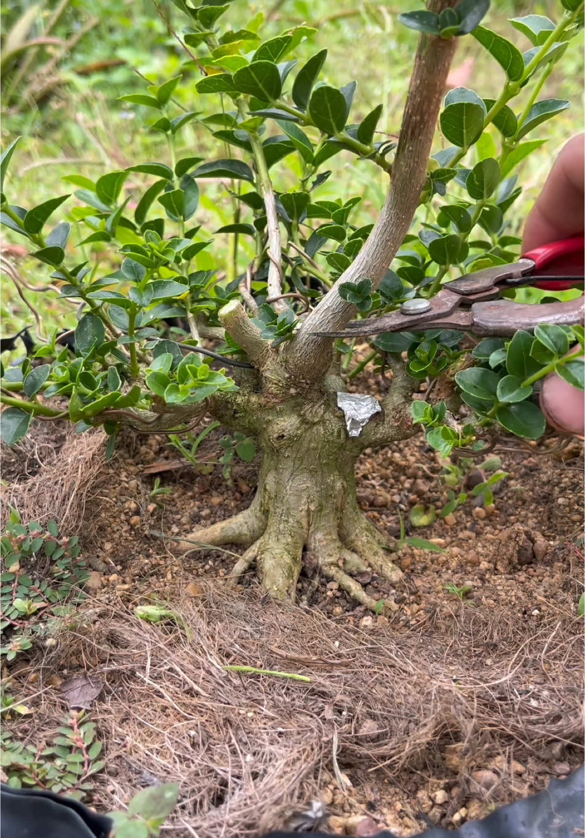 Sam hương đế đều tự nhiên có ae nào thích #daogiabonsai #bonsaisieumini #bonsaimini #demobonsai #samhuong #sangcang 