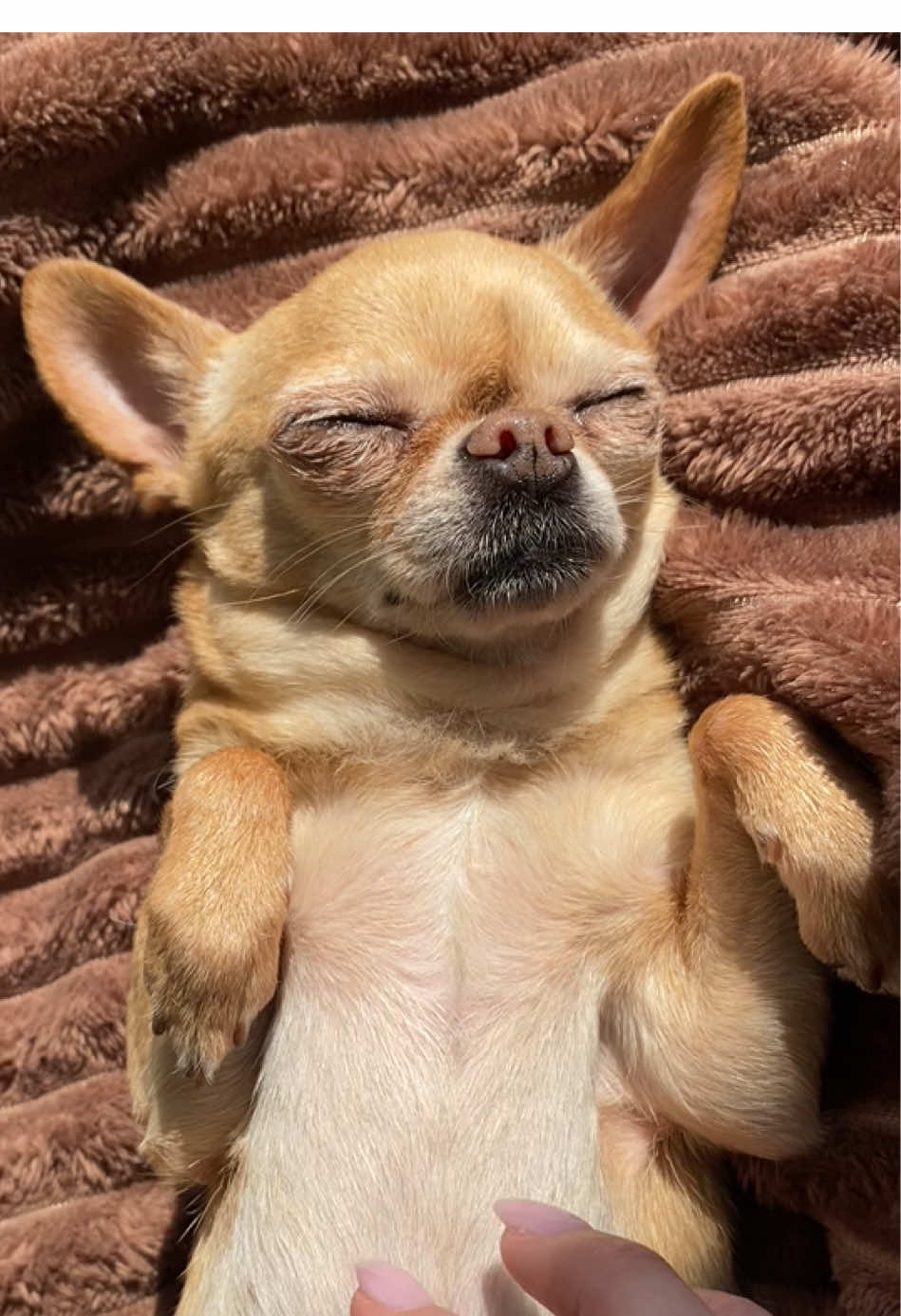 🌷☀️🌸#asmrsounds #spring #asmr #doglove #chihuahua #ftypシ 