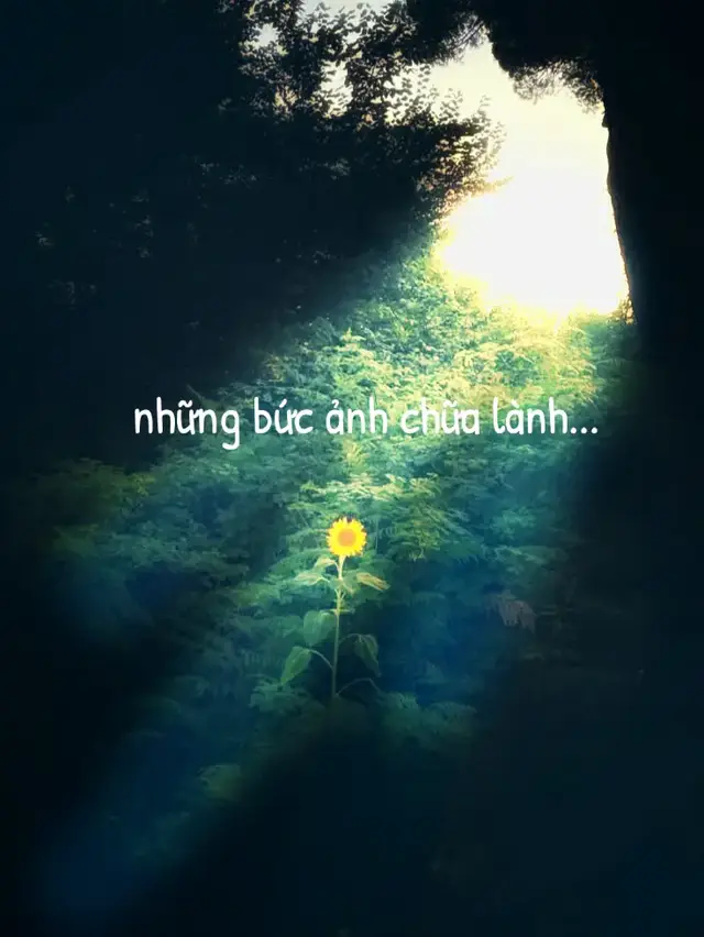 chữa lành cùng những bức ảnh về hoa hướng dương...🌻#tamtrangbuon #suy #xuhuong 