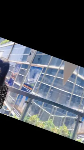 #CapCut #fyp #tiktok 