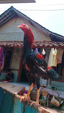 amunisi #bkkalsic #bangkoksuper