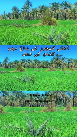 ڈھکی کھجور کے باغ میں گندم کی فصل WhatsApp:03122920292/03157775455 #ramzan2025 #CapCut #foryou #foryoupage #tiktok #Dhakki #Dates #islam #trending #ptiofficial #pti #imrankhan #pakistan #sale #Iftar @Imran Khan Official 