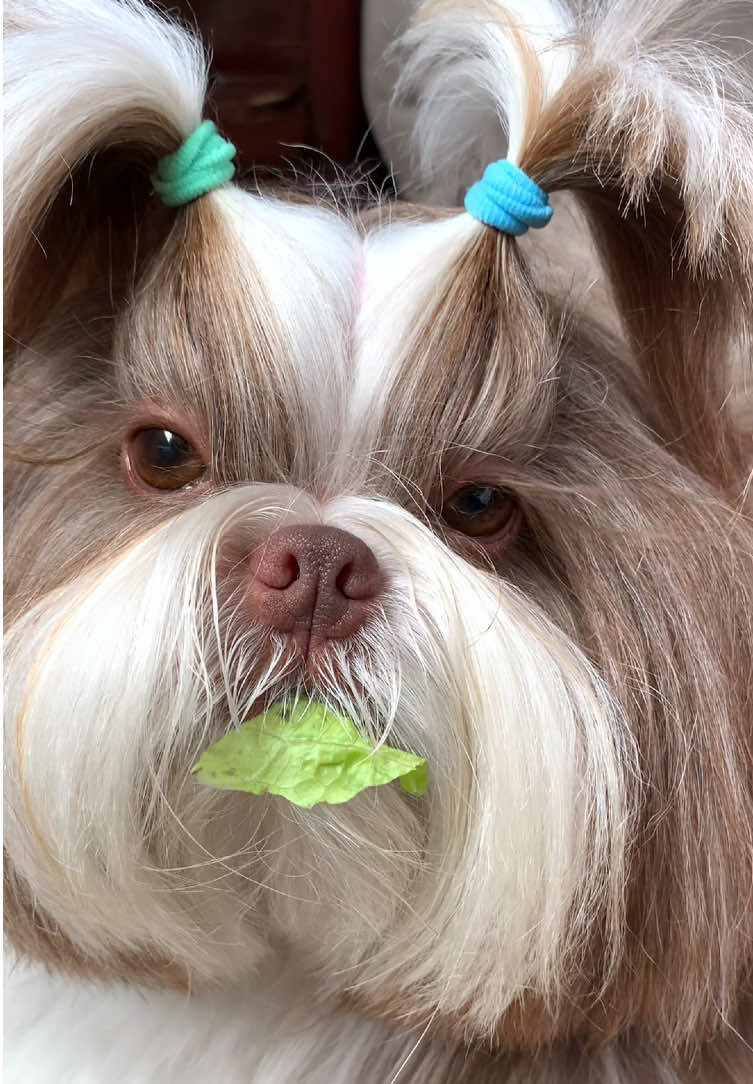 Vitamina C é tudo que precisamos 🍊🧡😍 #cachorro #cachorrosdotiktok #cachorrosengraçados #cachorrosfofos #cachorros #shihtzu 