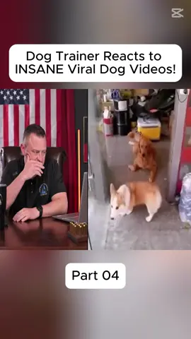#gsd #dog #DogTraining #DIY #trainer #training