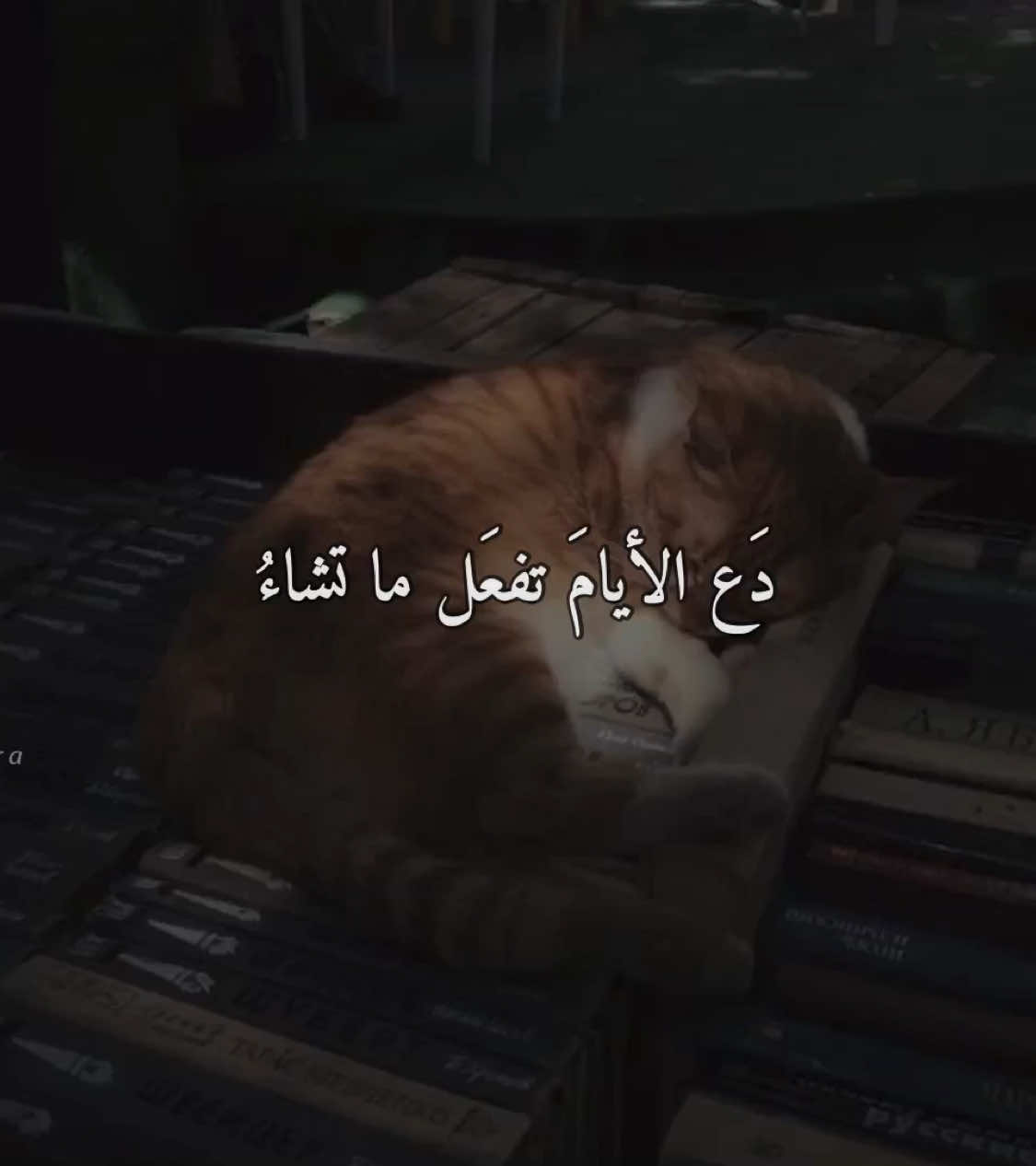..#heba_kira7 #heba_kira8 #بدون_موسيقي 
