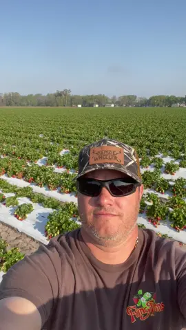 Lots of berries! #farmlife #farmer #farming #freshfromflorida #farmtok #harvest #harvesting 