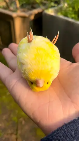 Hey, hey, hey! What's this? 😆 .. #ParrotLove #ColorfulBirds #TalkingParrots #PetBirds #BirdLovers #FeatheredFriends #ParrotLife #CuteAnimals #Birdwatching #ExoticPets 