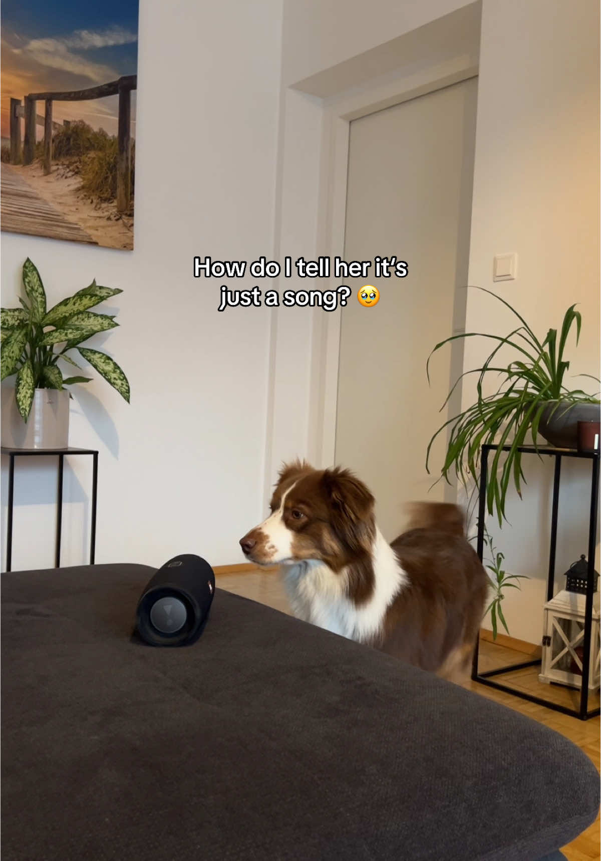 Trained to well😮‍💨😂 #funny #tricks #dogsoftiktok #funnydog (not our sound🥰)