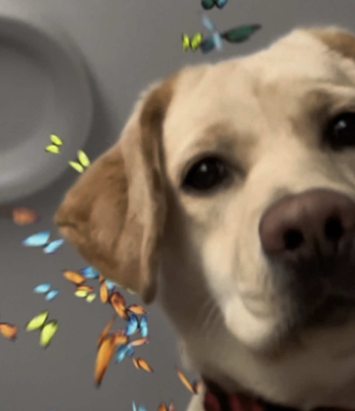Butterfly effect trend with #Hailey #viral #viral_video #trendingvideo #fyp #labrador #dogtok #dog #pets #HaileyAndMay #labsoftiktok #butterflyeffect #butterfly 