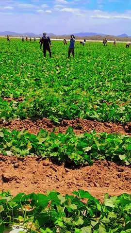 #melonerascostarica#nicaragüensestrabajando#melonerasfiladelfia#nicasdeakachimba#videos-viral#paratiiiiiiiiiiiiiii 