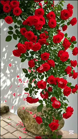مساء الورد للغالين  #مساء #مساء_الخير🌹 #يسعدلي__اوقاتڪۘم #حالات_واتس #عبارات #اقتباسات #ستوريات #وناسة #فيديوهاتي_تصاميمي🎶🎬 #تصميمي #اكسبلور  #viral #viralvideo #goodevening #explore #CapCut 