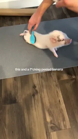 100 likes and Stella will get a banana from you ! 🐷🍌 #petpig #pigsoftiktok 