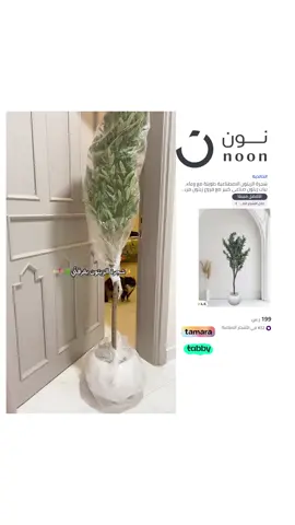 تجننننننن تعطي منضر حلووو للمكان🥺🤍 #هديه #نون #هدايا #العيد #شجرة #شجره #شجرة_الزيتون #اشجار #اشجار_زينه #اشجار_منزلية #ديكور #ضيافة #نباتات #نبات #نباتات_زينة 