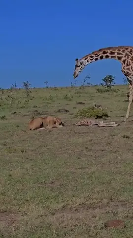 Giraffe Defends Against Lion Attack | Survival in the Wild