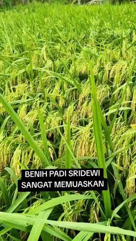 sridewi memang top  deskripsi padi sridewi  umur 95 hst anakan 35-50 batang rasa nasi pulen aromatik cocok dilahan tadah hujan mudah beradaptasi