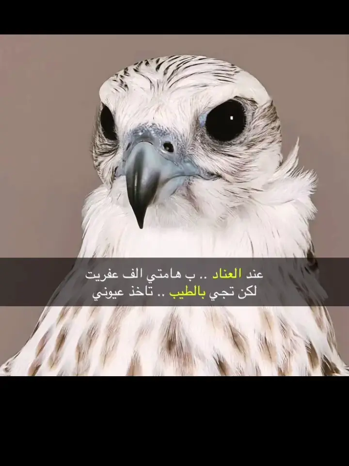 #اكسبلورexplore😴 