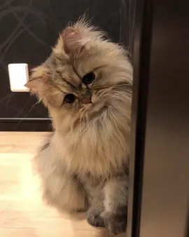 cats🐈‍⬛🐈#cats #cat #catlover #fyp #foryou #fypage #viral #Love #animals #catsoftiktok #cute 