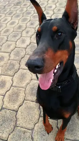 Hermes T. 🔋💫 #Doberman #dobermans_of_tiktok #dobermannlove #dobermannvideos 