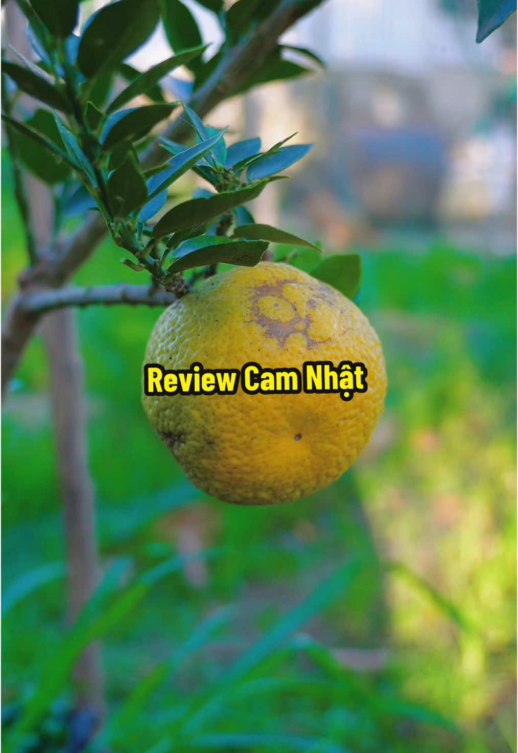 Review Trái Cam Nhật #hienonha 