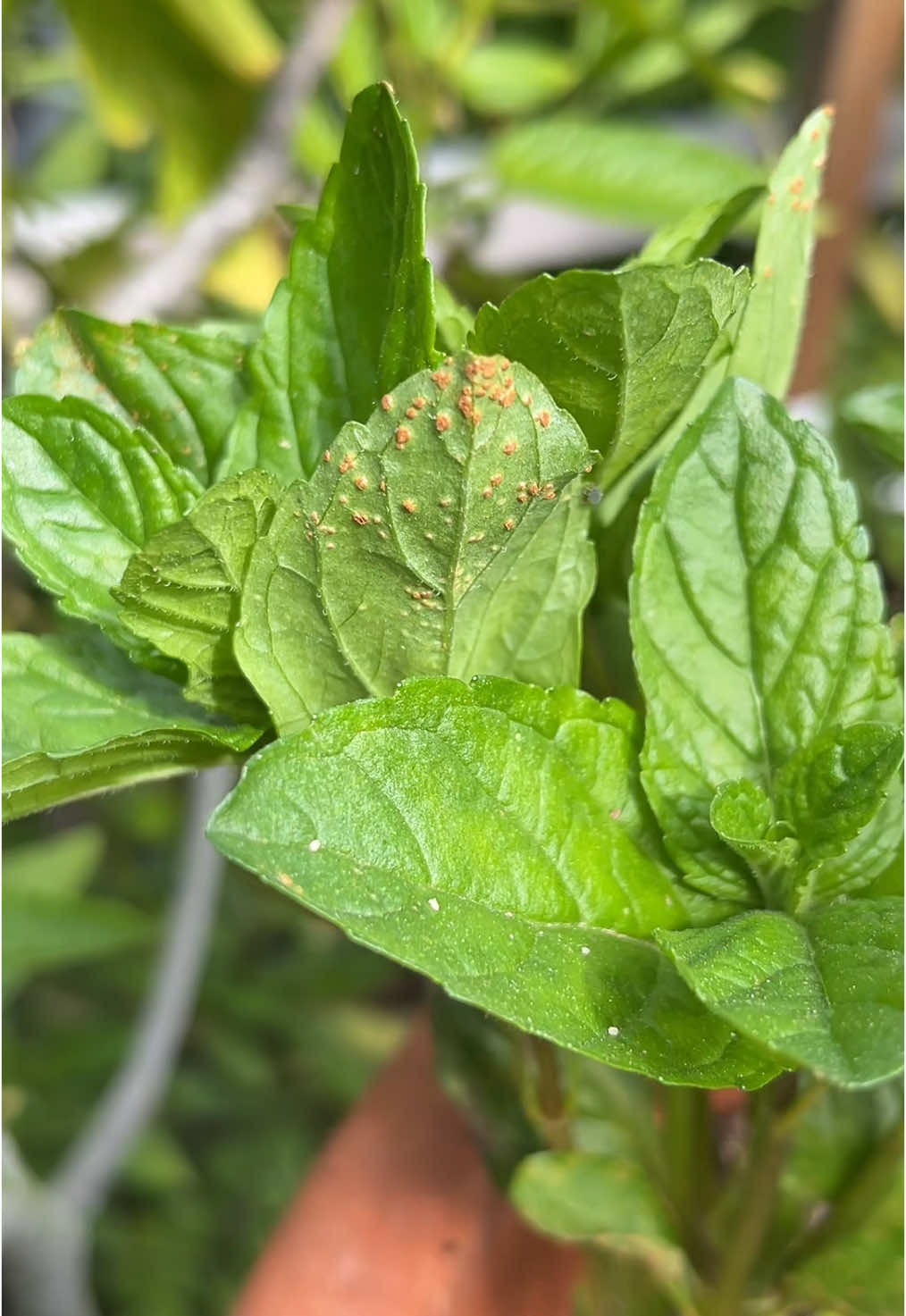 Yerba buena🪴#yerbabuena #mint #plantas #plants #jardineria #gardening #plaga