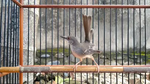 pancingan ciblek Ngebren 🔥 #ciblek #ciblekkristal #ciblekngebren 