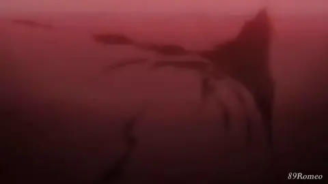 nghe nói shaew raw thô sẽ lên#xhhh #anime #luffy #onepiece #Q #wanoworld 