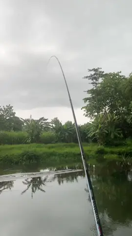 Ingin ku berteriak cyeleeeeeeng😂 #orcabanyuasin #mancing #mancingmania #mancingjogja #mancingikan #mancingliar #mancingmaniamantap #fyp #fishing #fishinglife #mancingkali 