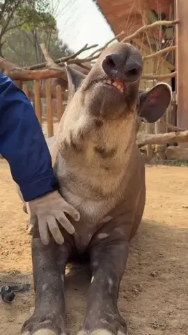 Răng đều dữ bây 🤣#dethuong #petcute #khoanhkhacdangyeu #heovoi 