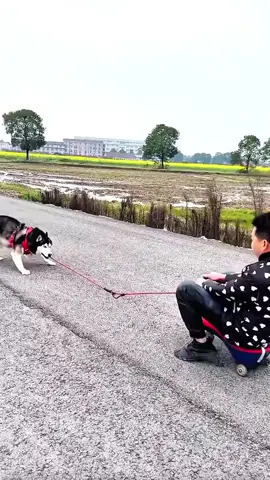 #dog #dogfunny #animals #fyp 