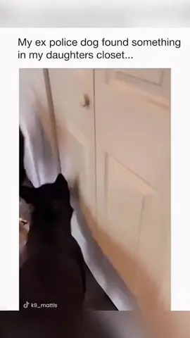 Funny dogs compilation #funnydog #funnypet #cutedog #dogsoftiktok #doglover #dog 