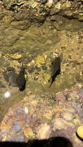 Discovering Ocean Treasures – From Butterflyfish to Giant Razor Clams 🦀🐟🌊 Exploring the ocean floor is always an adventure, and today was no exception! I came across a beautiful butterflyfish, also known as the red bride fish. True to its name, it looked absolutely stunning, especially with its two green wings fluttering underwater. 🦀 Meet the Ocean's Sand-Burying Expert! As I kept searching, I found a little flower crab showing off its skills by burrowing into the sand. These guys are the ultimate camouflage masters - blink, and you might miss them! 🐚 The Hidden Treasures Beneath the Sand I also spotted a cat's eye snail, busy pushing sand, and when I dug it out, wow! The meat was huge! Squeezing it was oddly satisfying - these creatures store so much seawater inside. But that wasn't the only surprise… 🌊 The King of Razor Clams! Digging out a massive razor clam was tough but totally worth it. This one was extra plump, making the effort feel like a rewarding treasure hunt! 🦀 A Sleeping Giant & A Deadly Beauty Hidden under seaweed, I found a huge crab that seemed to be sleeping - or maybe just playing dead. Either way, it's coming home with me! And finally, I discovered a sea anemone, which may look like a flower but is actually a deadly predator with toxin-filled tentacles. 🔔 Follow for more underwater discoveries and exciting marine creature encounters! #f#fyps#sealifes#seafoods#seacreatureso#oceanlifem#marinelifeb#beachlifen#naturea#animalsseaanimals #pufferfish #crabs #razorclam #butterflyfish #seaanemone #fishinglife #cateyesnail 