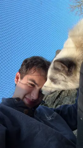 Reunited with my beautiful Pongo 🦊 