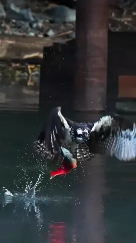 #amazinganimalsworld #osprey #wildlife #fyp 