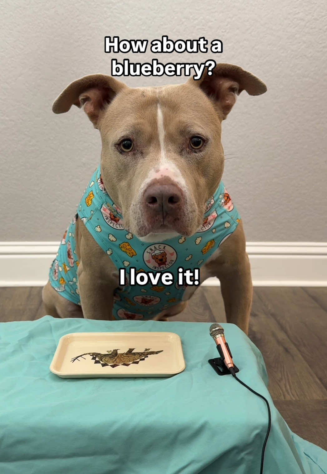 More please! #dogs #dogvideos 