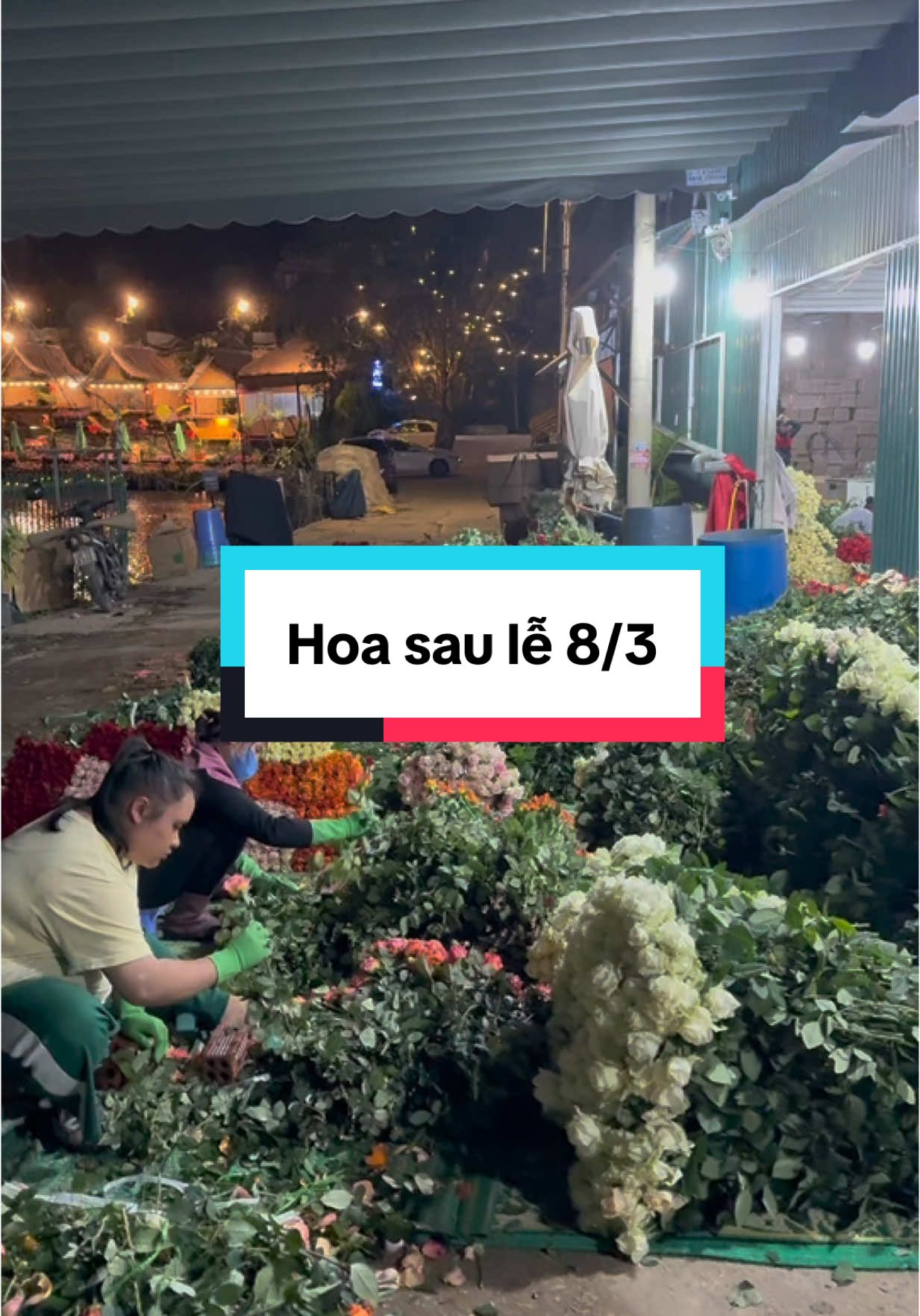 Sau lễ mà ngày về 60.000 bông hồng. Tui đang thử sức với chính bản thân tuo luôn á#hoahongdalat #chitranghoahong @chitranghong 