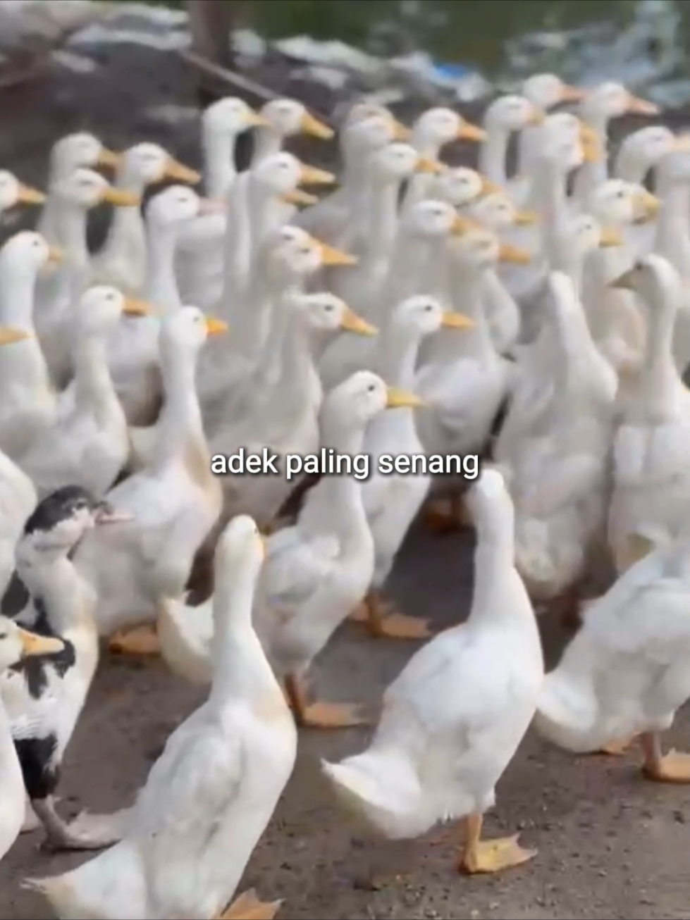 bagi dulu seratus. #bebekpeking #peternakbebek  #bebekpedaging #peternakmuda #acehviral #zainfarm #bosmuda #bebekpetelur 