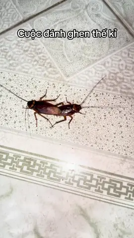 Xin đừng đánh nhaooo#fyp #xuhuongtiktok #xuhuong #xuhuongtiktok2025 #viral #gián 