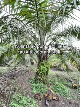 #petanimuda #sawitsumatra #petanisawit #fyp 