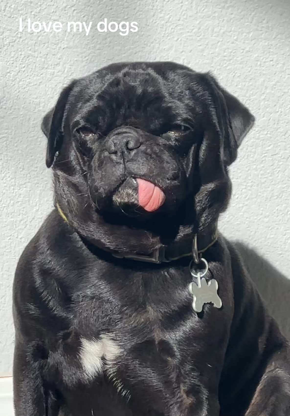 being a dog in my next life 