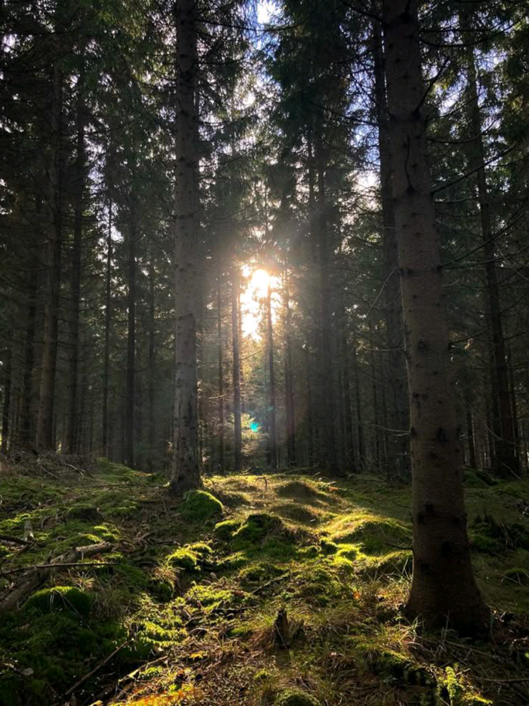 🌿🏔🌲⚔ #nature #lovenature #outdoorlife #creation #corecore #fyp #fypp 