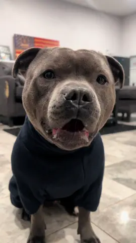 #staffordshirebullterrier #staffy #staffordshire #puppy #puppylove #puppylife #puppygram #puppyoftheday #cute #cuteanimals #cutedogs #fyp #fypシ #fypage 