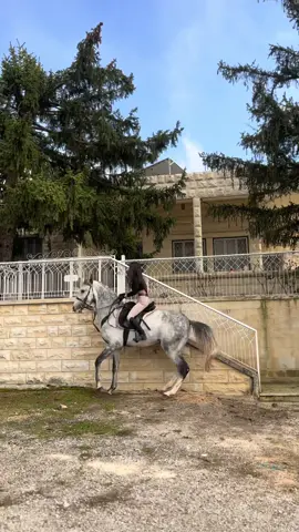 #lebanon🇱🇧 #male #viralvideo #horse #horsedancing #horseriding #foryoupage 